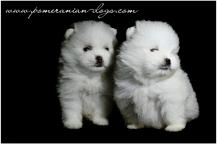 White puppies Pomerance - Pomeranian White puppies Pomerance - Pomeranian