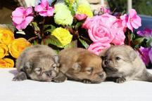 Pomeranian Spitz - puppies - Pomeranian Pomeranian Spitz - puppies - Pomeranian