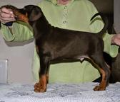 Dobermann puppies, FCI pedigree, 3 month old - Dobermann (143)