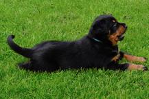 Puppies - Beauceron - Beauceron (044)