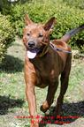 Unmistakable,  striking,  individual and ravishing  Thai Ridgeback Puppies - Thai Ridgeback Dog (338)