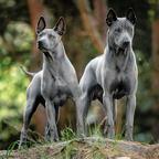 Thai ridgeback dog – blue puppies  with FCI pedigree. - Thai Ridgeback Dog (338)