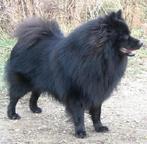 Grossspitz welpen - Giant German Spitz Black puppies for sale - pedigree FCI - German Spitz (097)