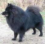 Grossspitz - Giant German Spitz puppies for sale - German Spitz (097)