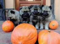 keeshond puppies for sale - pedigree FCI - German Spitz (097)