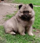 keeshond puppies for sale - pedigree FCI - German Spitz (097)