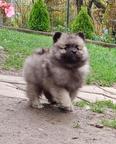 keeshond puppies for sale - pedigree FCI - German Spitz (097)