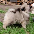 keeshond puppies for sale - pedigree FCI - German Spitz (097)