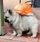 keeshond puppies for sale - pedigree FCI - German Spitz (097)