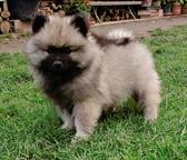 keeshond puppies for sale - pedigree FCI - German Spitz (097)