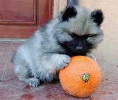 keeshond puppies for sale - pedigree FCI - German Spitz (097)