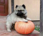 keeshond puppies for sale - pedigree FCI - German Spitz (097)