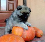 keeshond puppies for sale - pedigree FCI - German Spitz (097)