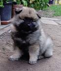 keeshond puppies for sale - pedigree FCI - German Spitz (097)