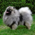 keeshond puppies for sale - pedigree FCI - German Spitz (097)