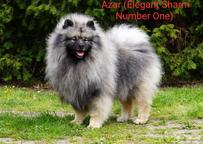 keeshond puppies for sale - pedigree FCI - German Spitz (097)