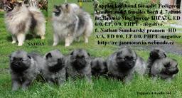 Keeshond puppies for sale - pedigree FCI - German Spitz (097)
