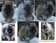 Keeshond puppies for sale - pedigree FCI - German Spitz (097)