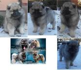 Keeshond puppies for sale - pedigree FCI - German Spitz (097)