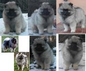 Keeshond puppies for sale - pedigree FCI - German Spitz (097)