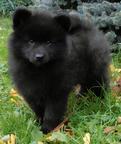 Grossspitz welpen - Giant German Spitz Black puppies for sale - pedigree FCI - German Spitz (097) Grossspitz welpen - Giant German Spitz Black puppies for sale - pedigree FCI - German Spitz (097)