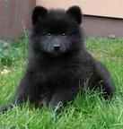 Grossspitz welpen - Giant German Spitz Black puppies for sale - pedigree FCI - German Spitz (097)