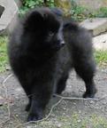 Grossspitz welpen - Giant German Spitz Black puppies for sale - pedigree FCI - German Spitz (097) Grossspitz welpen - Giant German Spitz Black puppies for sale - pedigree FCI - German Spitz (097)