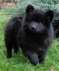 Grossspitz welpen - Giant German Spitz Black puppies for sale - pedigree FCI - German Spitz (097) Grossspitz welpen - Giant German Spitz Black puppies for sale - pedigree FCI - German Spitz (097)