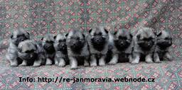 Keeshond puppies for sale - pedigree FCI  - German Spitz (097)