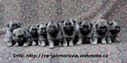 Keeshond puppies for sale - pedigree FCI - German Spitz (097) Keeshond puppies for sale - pedigree FCI - German Spitz (097)