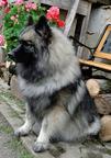 keeshond puppies for sale - pedigree FCI - German Spitz (097) keeshond puppies for sale - pedigree FCI - German Spitz (097)