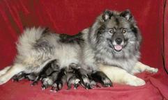 Keeshond excelent puppies for Sale - German Spitz (097)