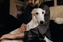 Beautiful Russian Wolfhound - Borzoi Puppies - Borzoi - Russian Hunting Sighthound (193)