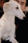 Beautiful Russian Wolfhound - Borzoi Puppies - Borzoi - Russian Hunting Sighthound (193)