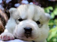 Siberian Husky puppies - Siberian Husky (270)