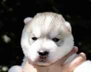 Siberian Husky puppies - Siberian Husky (270)