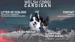 Welsh Corgi Cardigan - Welsh Corgi Cardigan (038)