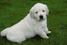 Golden Retriever Puppies