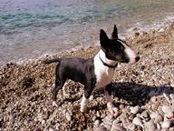 Miniature Bull Terrier - Bull Terrier (011)