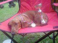 Dachshund kurzhaar - Zwerg - Dachshund (148)