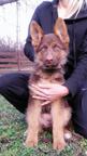 Chocolate(Liver) German Shepherd Dog puppies - German Shepherd Dog (166)