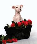 American Hairless Terrier Boy - American Hairless Terrier