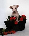 American Hairless Terrier Boy - American Hairless Terrier