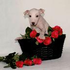 American Hairless Terrier Boy - American Hairless Terrier