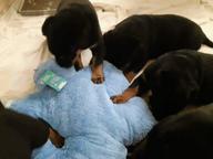 Szczenięta rottweilera - Rottweiler (147) Szczenięta rottweilera - Rottweiler (147)
