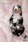 Catahoula Leopard puppies  - Catahoula Cur