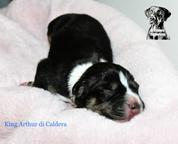 Catahoula Leopard puppies  - Catahoula Cur