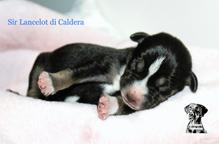 Catahoula Leopard puppies  - Catahoula Cur