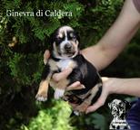 Louisiana Catahoula Leopard puppies for sale  - Catahoula Cur