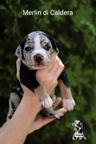 Louisiana Catahoula Leopard puppies for sale  - Catahoula Cur